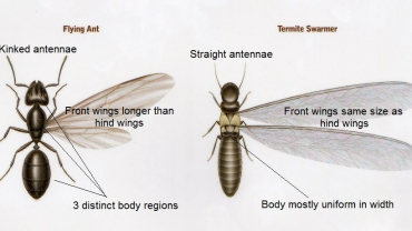 Termite-Ant