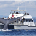 Whale Watching in Maui