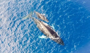 Whale Watching in Maui